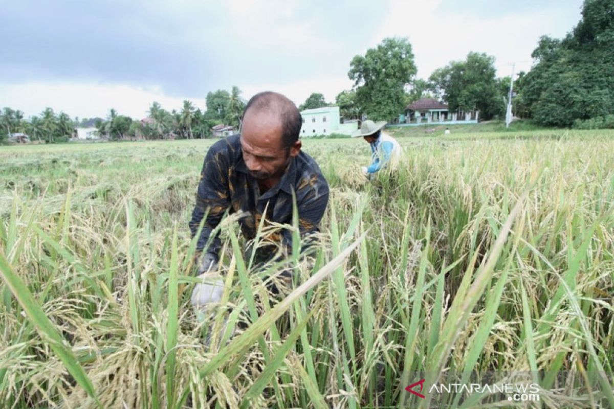 Kejar ekspor, Aceh kembangkan tanam padi tiga kali setahun