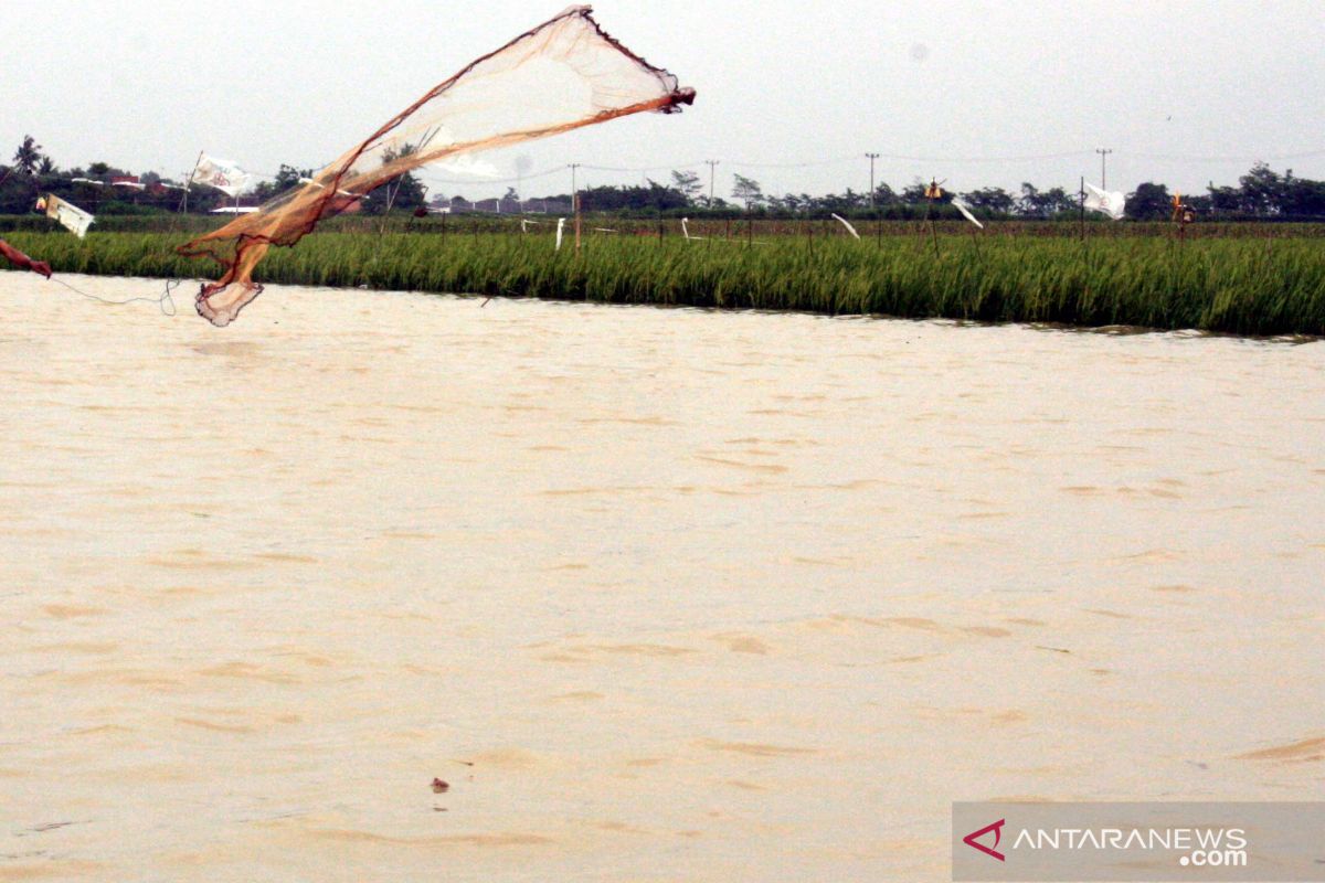 Sawah terendam banjir, Pemkab Karawang ajukan bantuan ke Kementan untuk petani