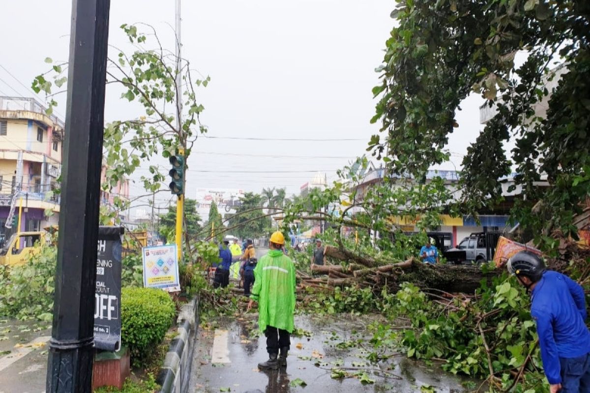 Masyarakat Kotim diimbau waspadai pohon tumbang