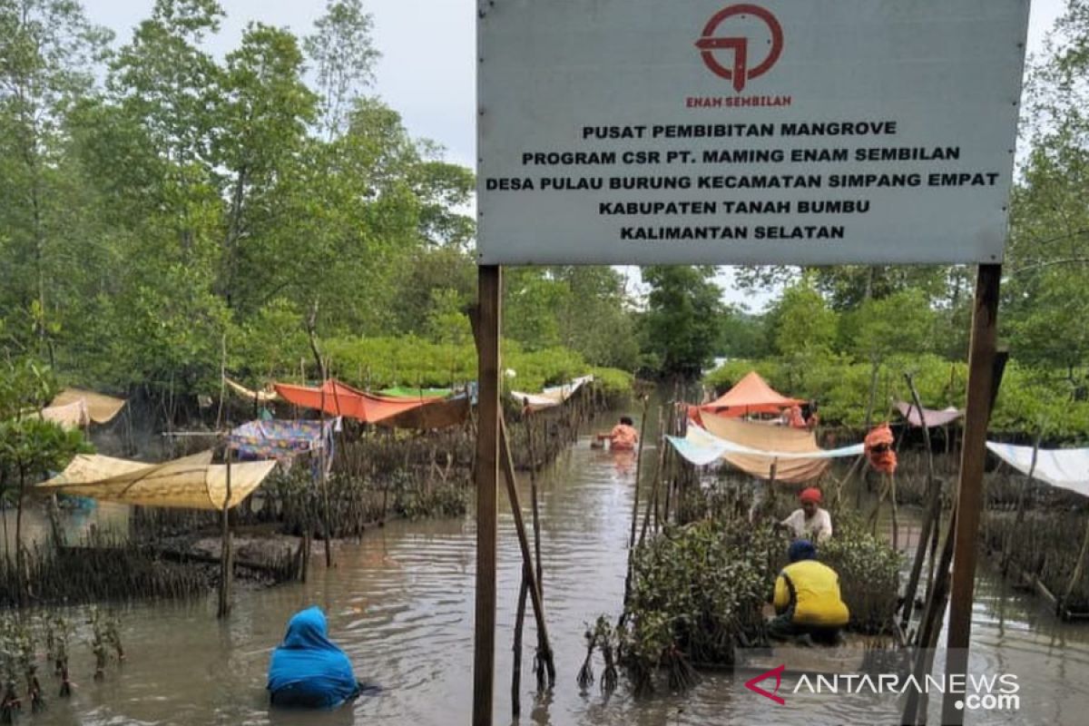 Warga Pulau Burung, Tanah Bumbu bibitkan mangrove