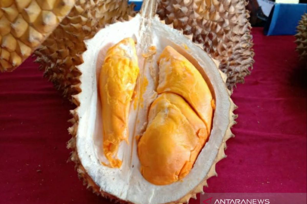 Cita rasa durian Babel terbaik di dunia