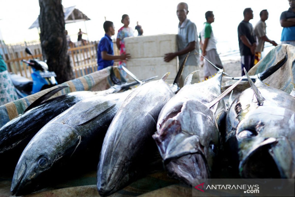 Ekspor tuna di Gorontalo naik 173 persen