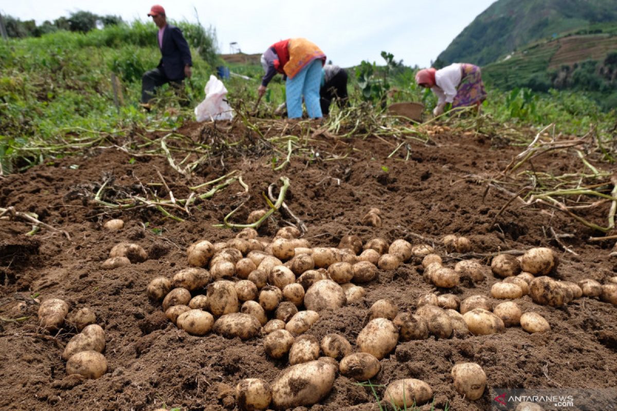 Kementan catat ekspor kentang ke Singapura-Malaysia meningkat