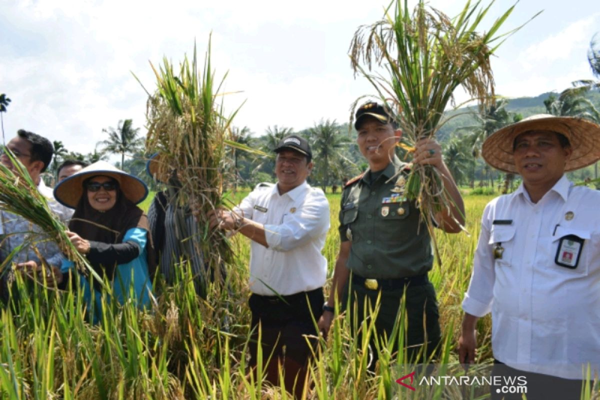 Wali Kota Padangsidimpuan panen perdana padi di Rumah Pintar Acibu