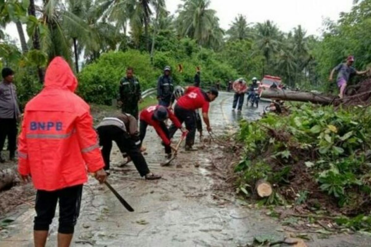 Pohon tumbang menutup poros Majene dibersihkan