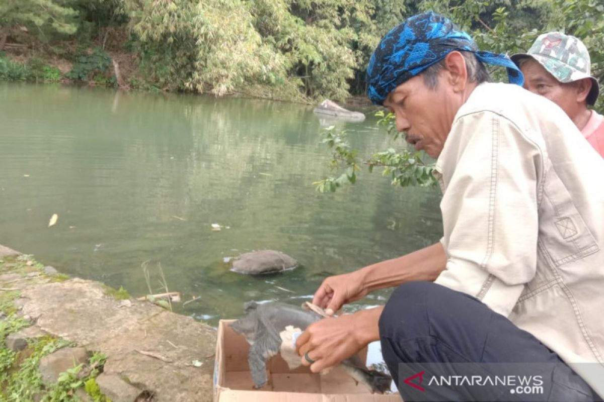Relawan ProBumi selamatkan dan lepasliarkan kura-kura moncong babi