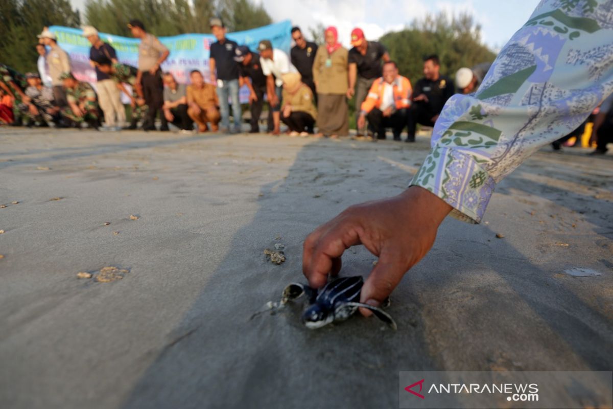 Pelepasan Tukik Penyu Belimbing