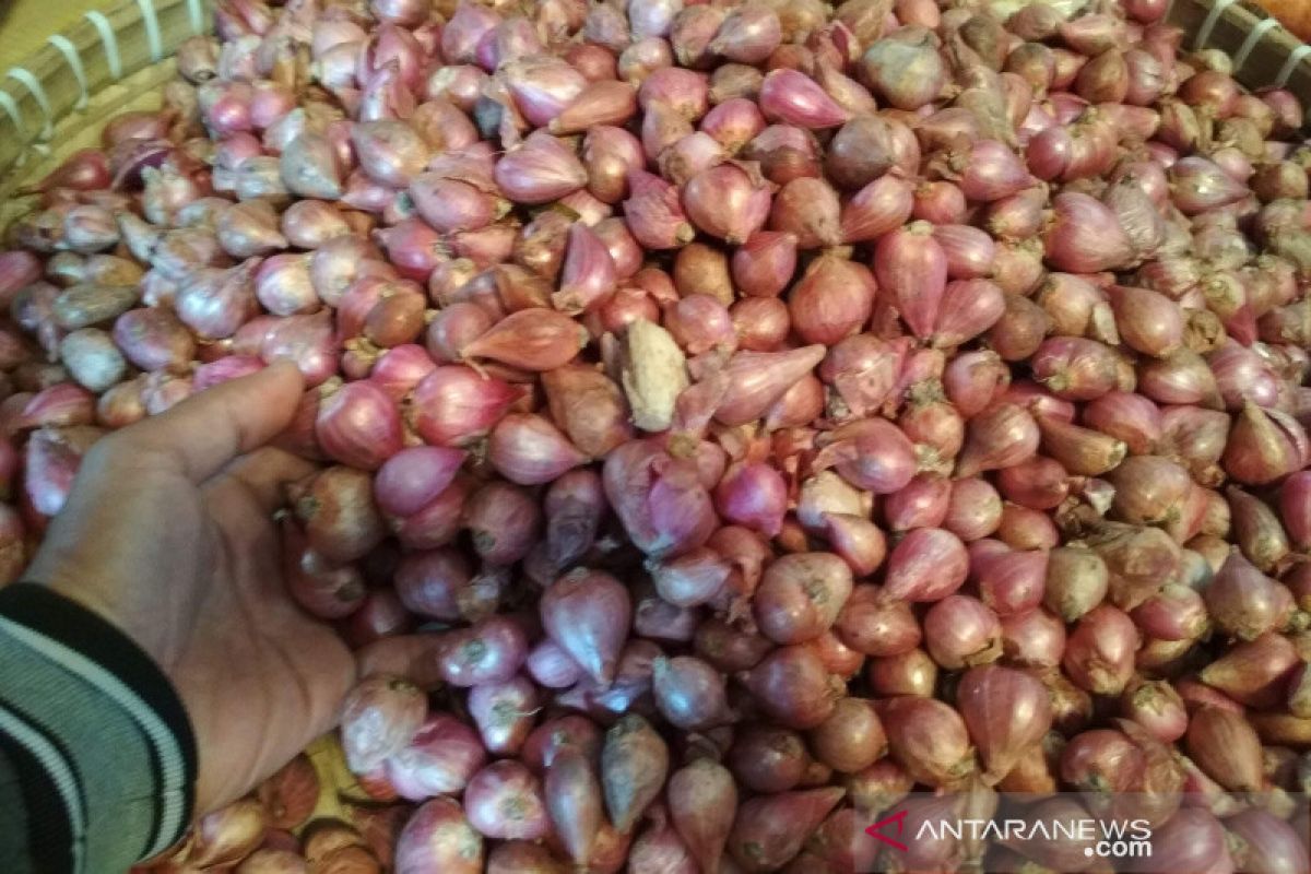 Petani Pati mengeluh harga bawang merah rendah