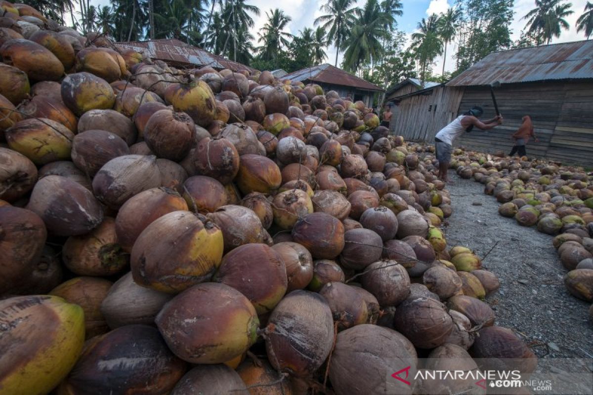 Produksi buah kelapa Sulut capai 275.493 ton