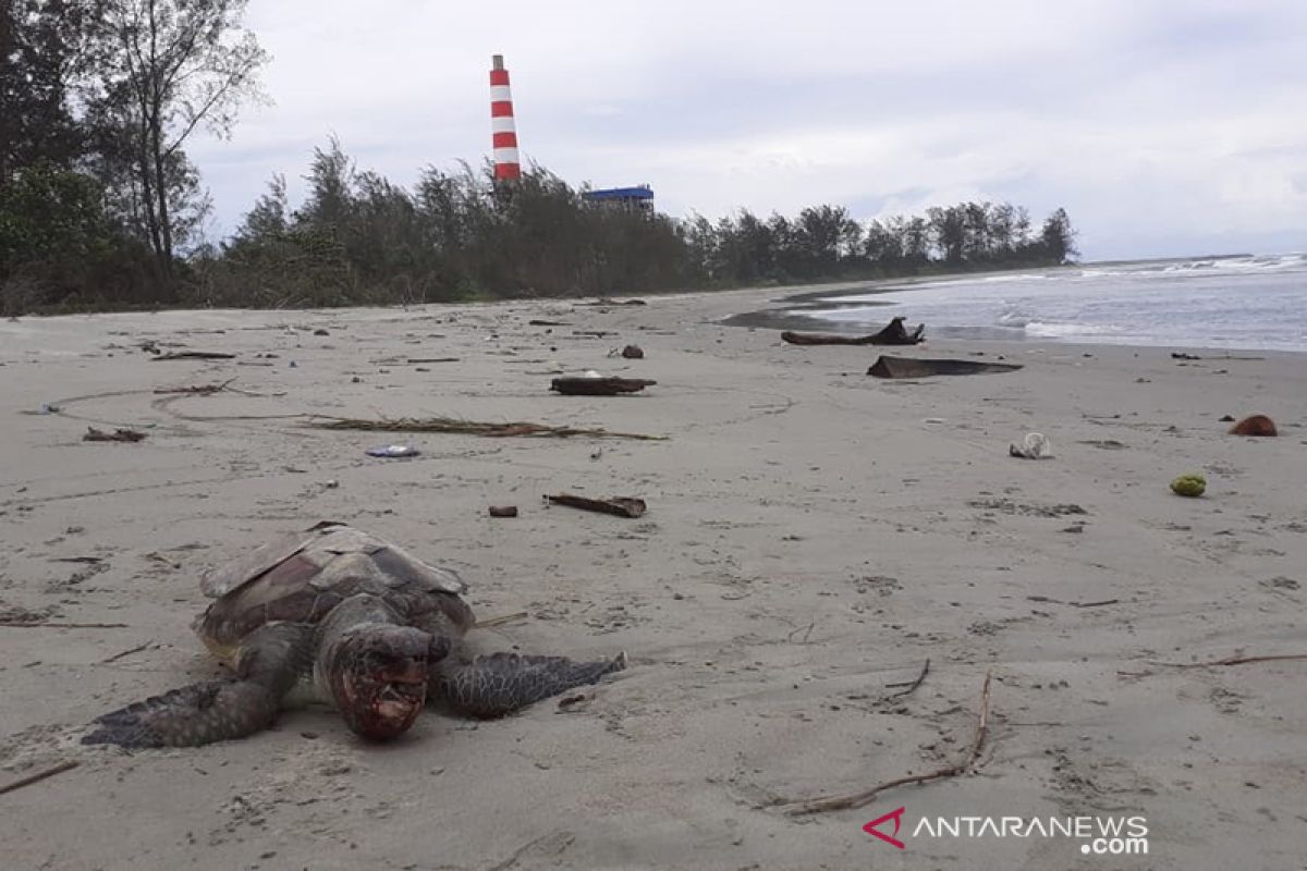 Kanopi desak BKSDA usut kematian 27 penyu di Bengkulu