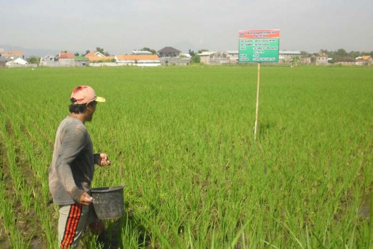 Alokasi pupuk bersubsidi di Probolinggo berkurang 50 persen