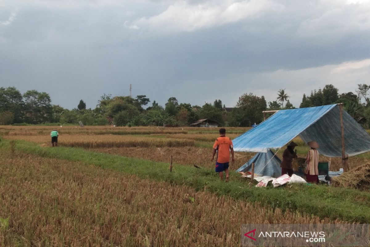 Pemkab : lahan pertanian tiga kecamatan di Bantul rawan tergenang