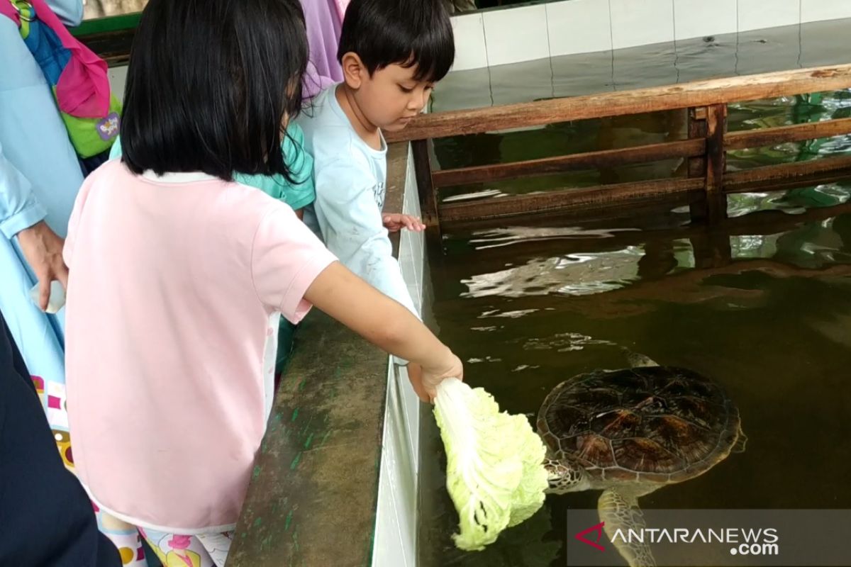 Penangkaran penyu Pantai Pangumbahan Sukabumi jadi  wisata edukasi