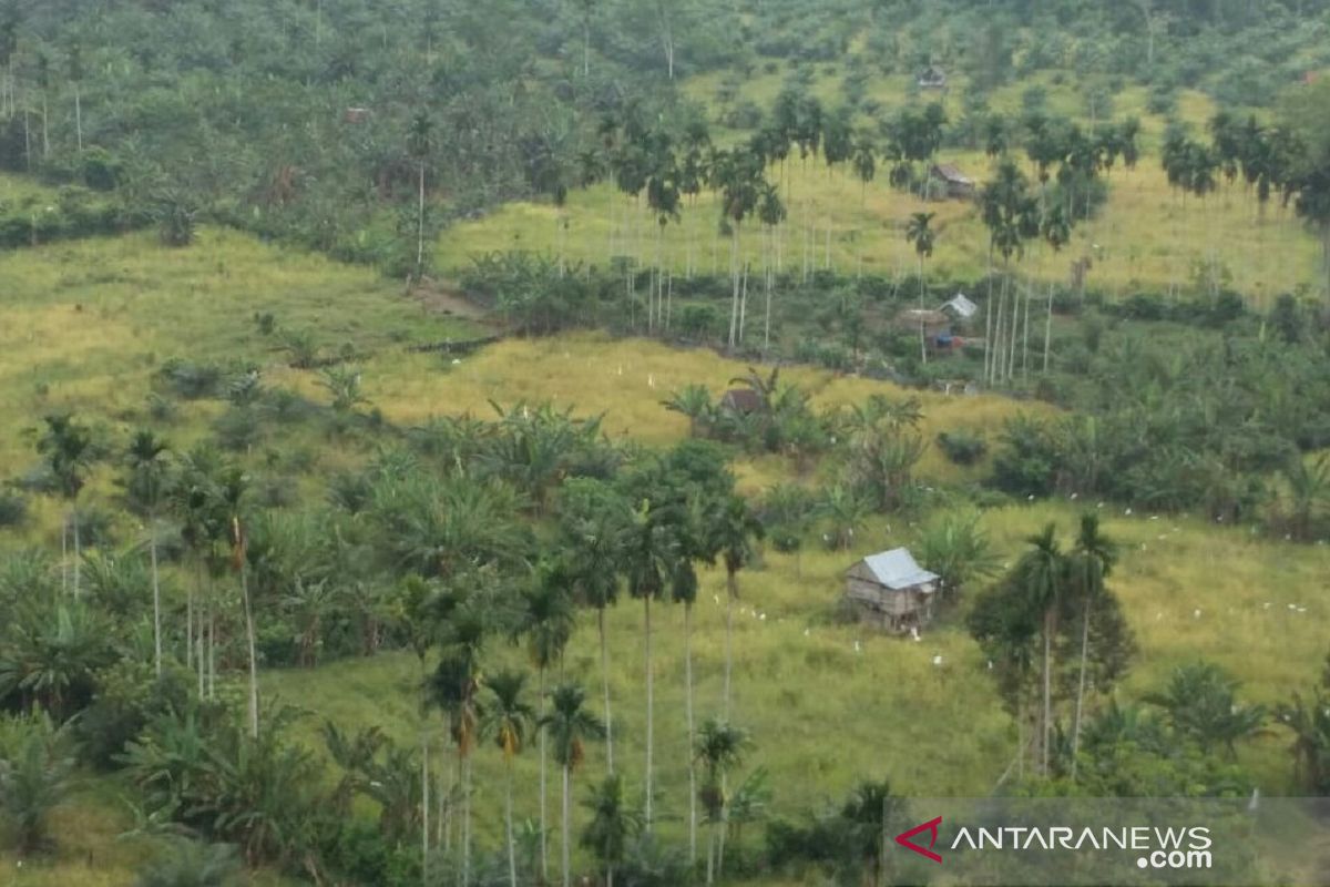 Mukomuko ukur lahan persawahan