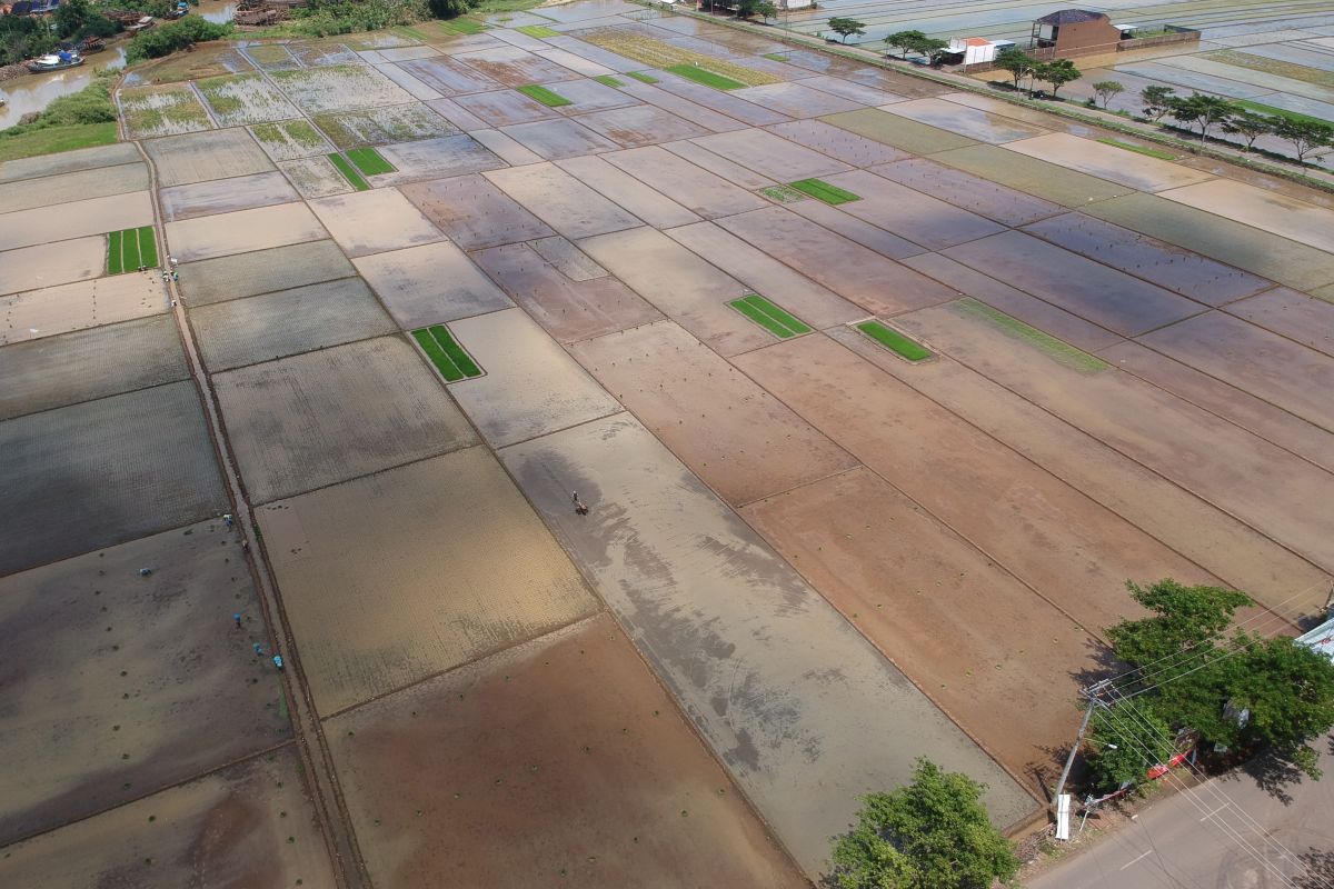 Cetak sawah baru, Pakar ingatkan masa sulit kegagalan PLG