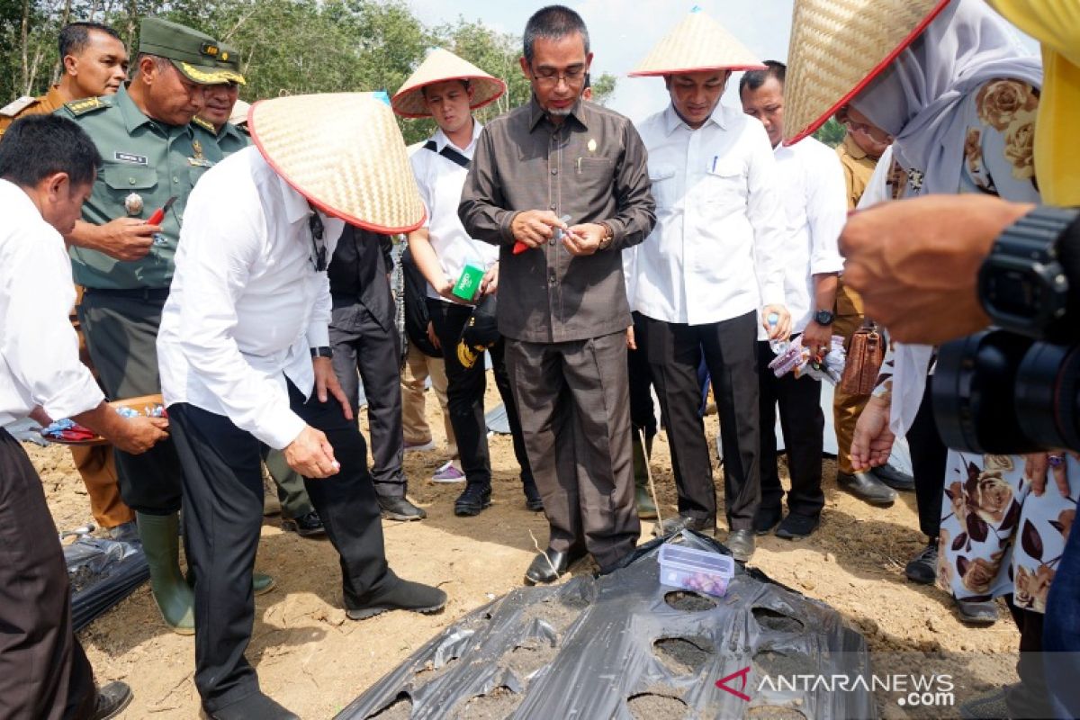 Gubsu saksikan penanaman perdana 4 hektare cabai dan bawang merah di Batubara