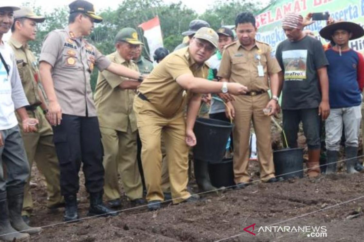 Gubernur Babel tanam perdana varietas Padi Siantar dan Padi Hitam