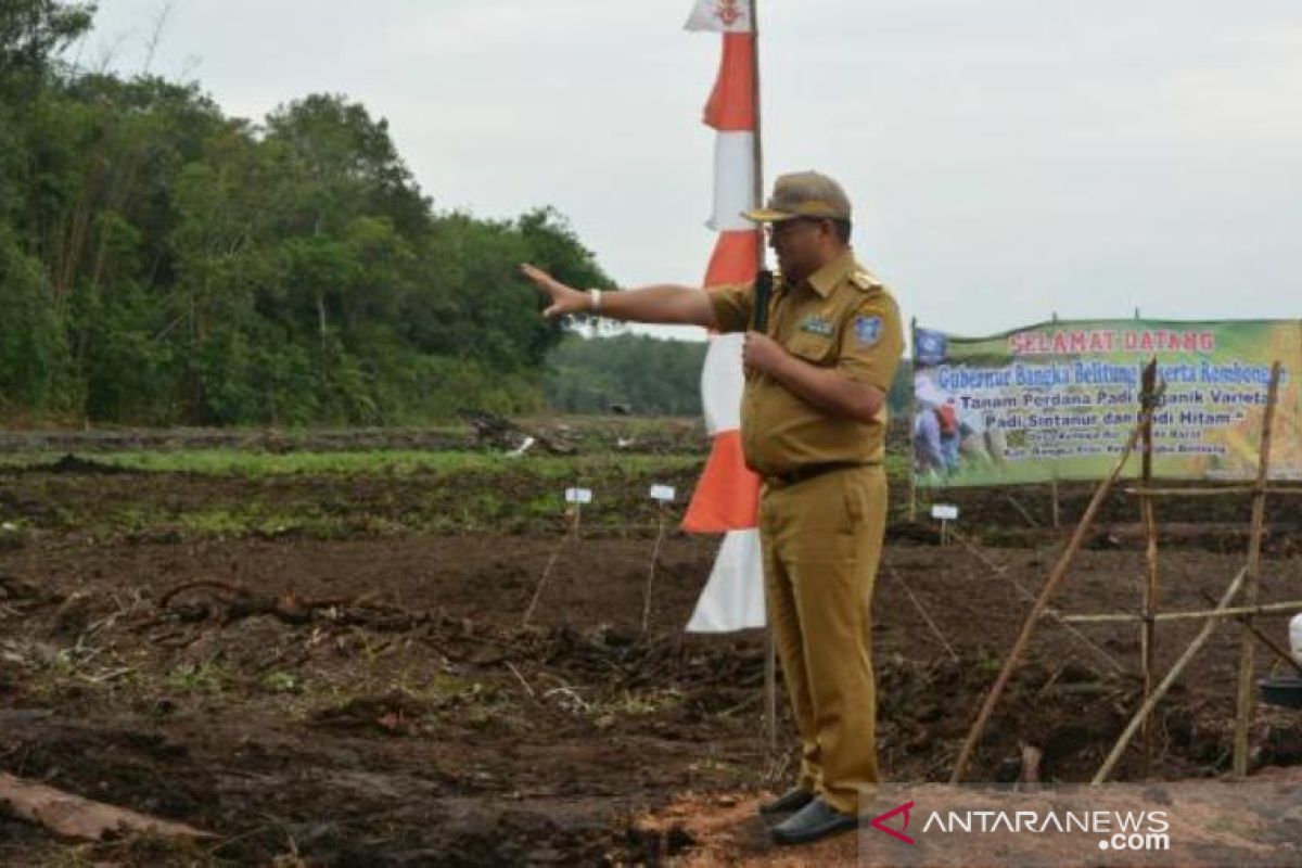 Pemprov Babel kembangkan padi organik varietas sintanur dan hitam