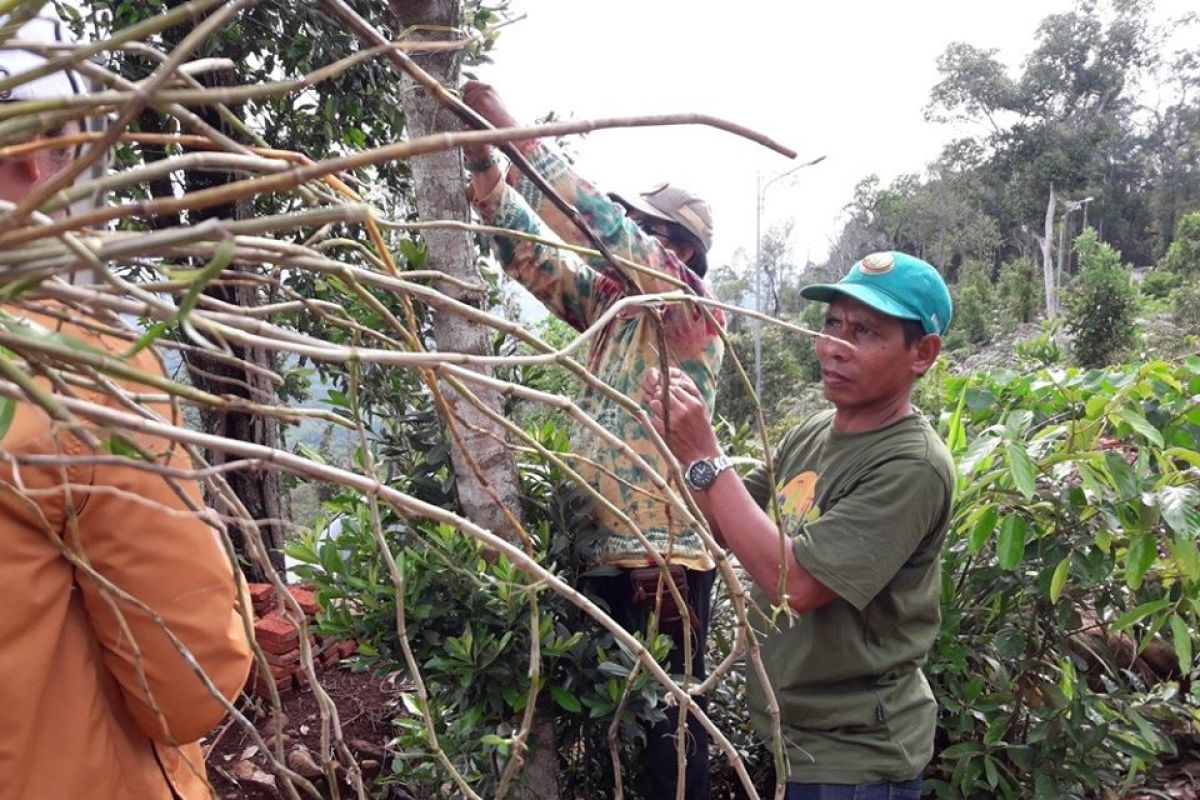 FKH mencoba kembalikan anggrek ke habitatnya