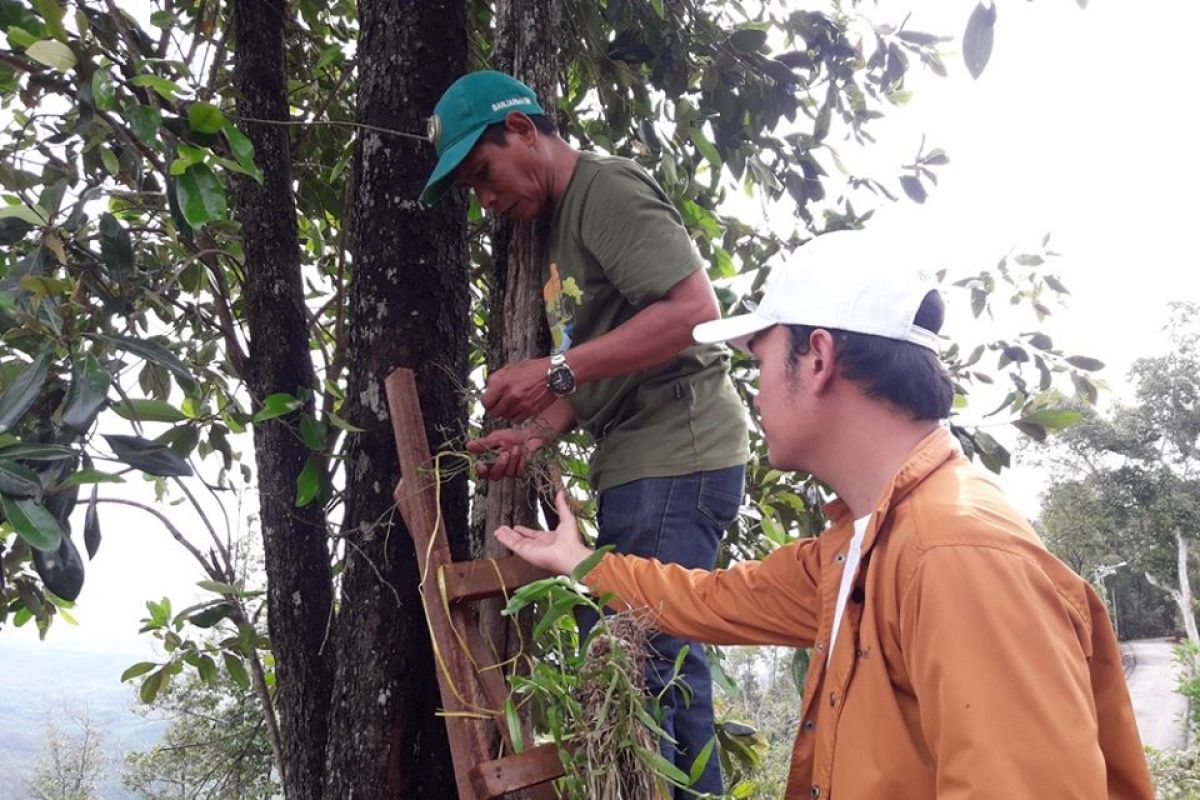 FKH returns Kalimantan orchid to forest