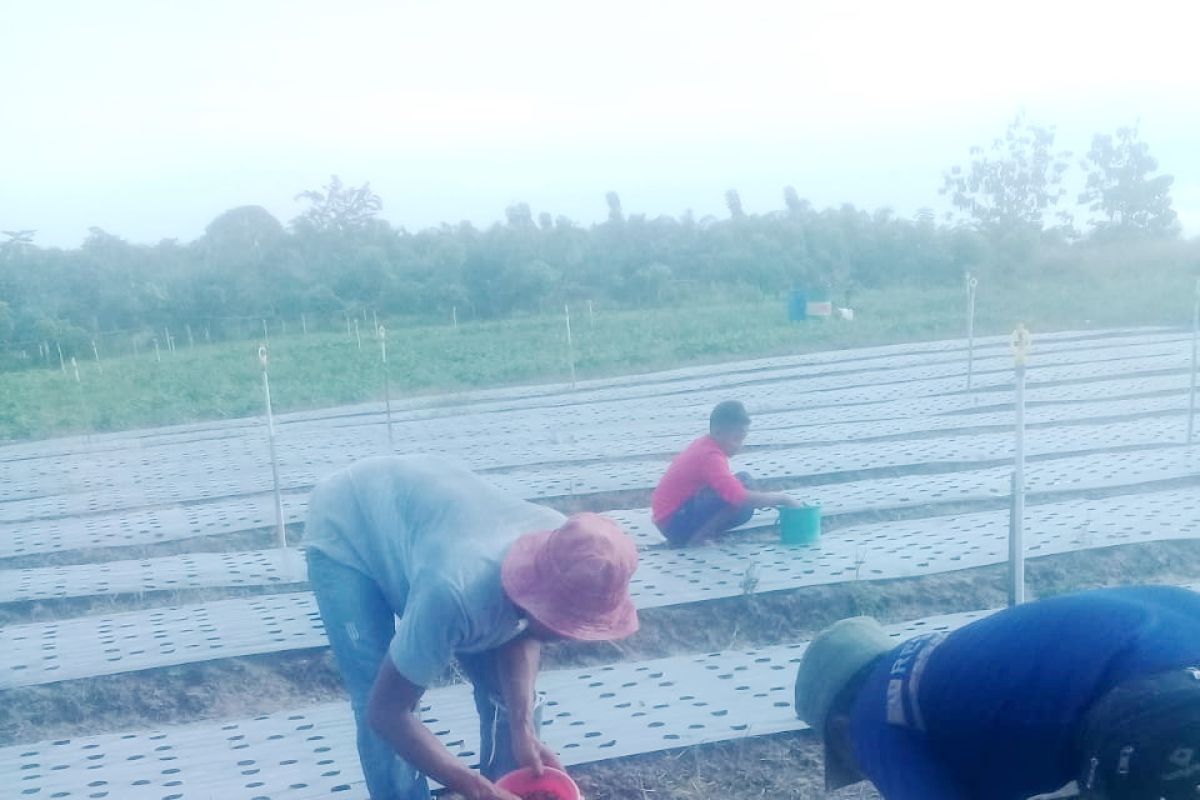 DPKP Kaltara Kembangkan Komoditas Bawang Lokal