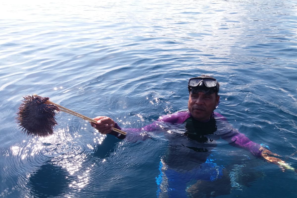 Bintang laut berduri ancaman terumbu karang Raja Ampat