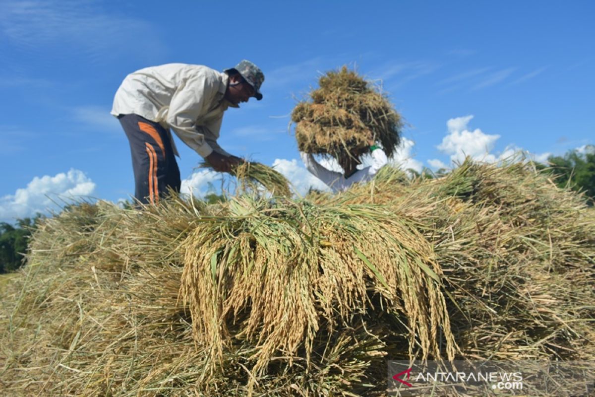 Harga gabah di Abdya bertahan Rp5.000/kg