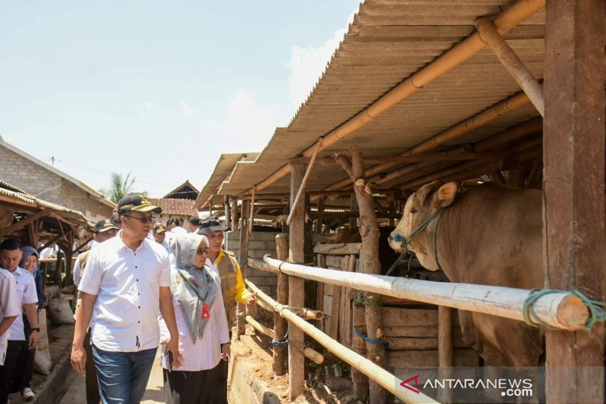 NTB meluncurkan pengolahan pakan ruminansia