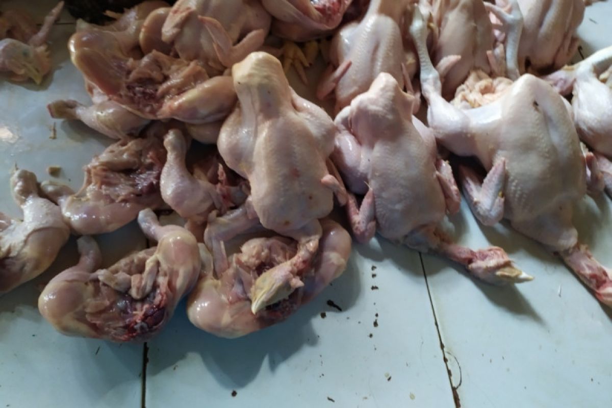 Harga ayam potong di Bandarlampung berangsur turun