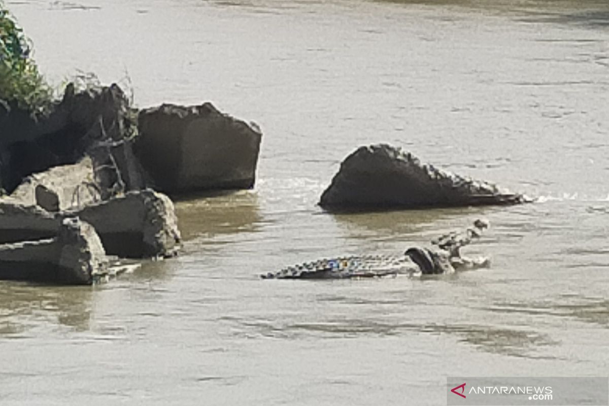 Buaya berkalung ban kembali muncul di sungai Palu