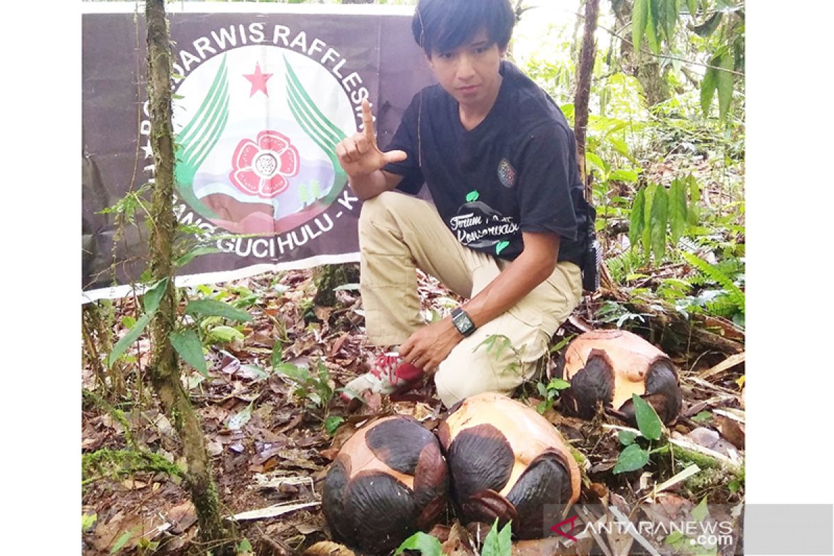 Tiga Rafflesia arnoldii siap mekar di Kaur