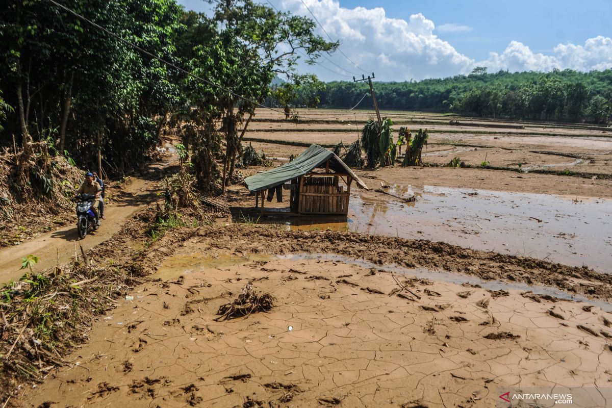 Sawah terdampak banjir bandang di Lebak capai 890,5 hektare