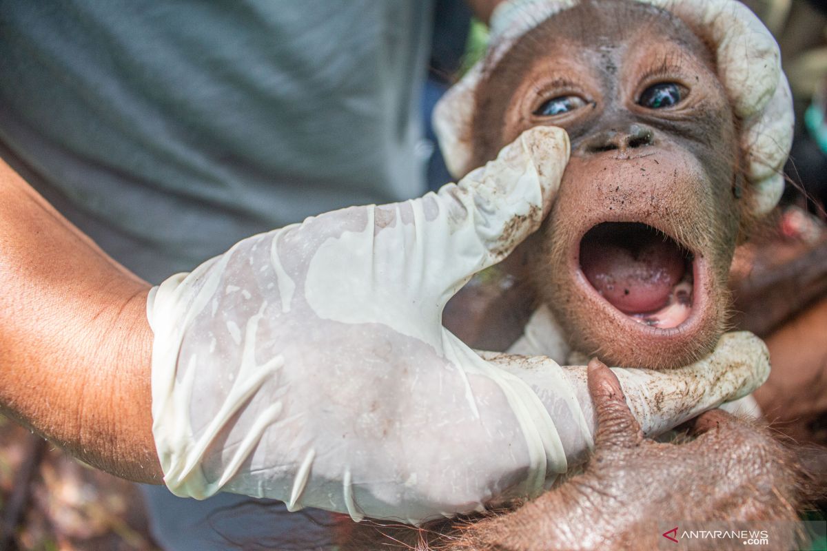 Seekor orang utan diselamatkan dari perdagangan gelap di Pekanbaru, begini kronologinya