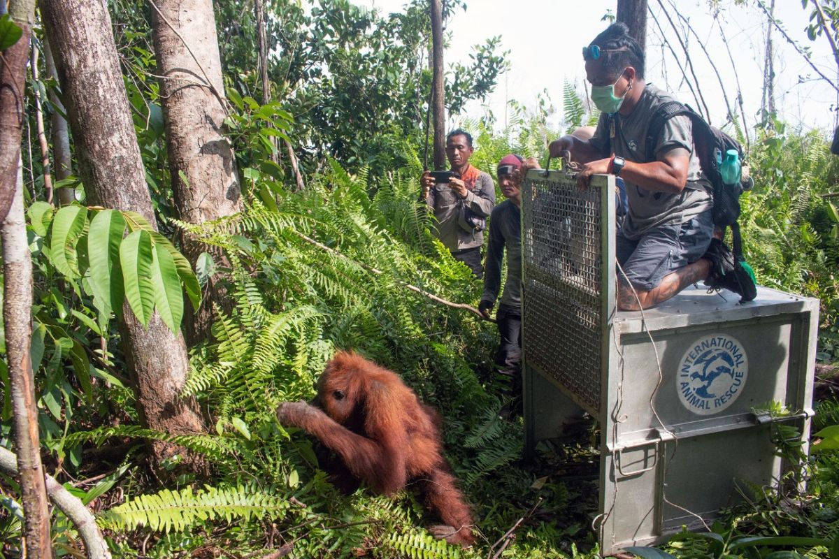 Forest fires in 2019 exacerbated orangutan-human conflicts