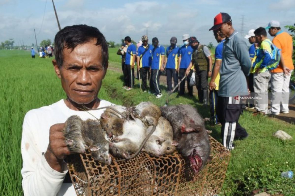 Dinas Pertanian Ngawi larang petani gunakan jebakan tikus listrik