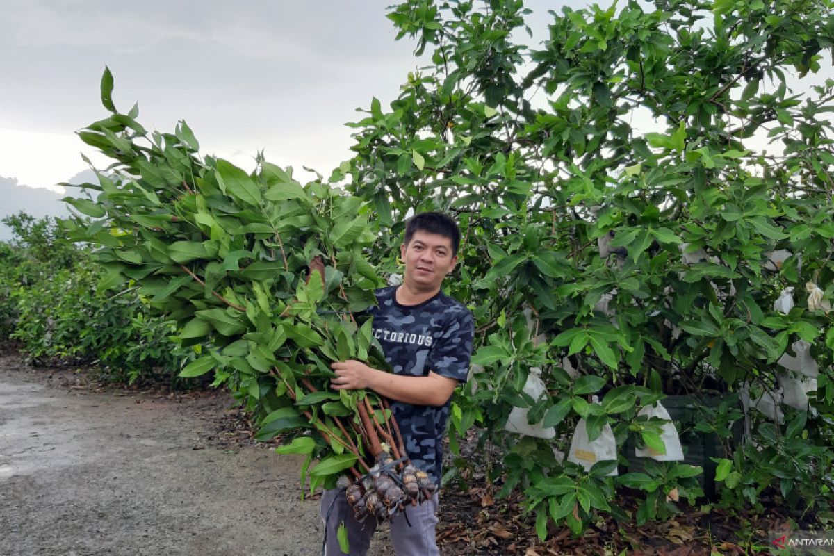 Manfaatkan medsos bibit jambu madu Green Honey tembus pasar nusantara