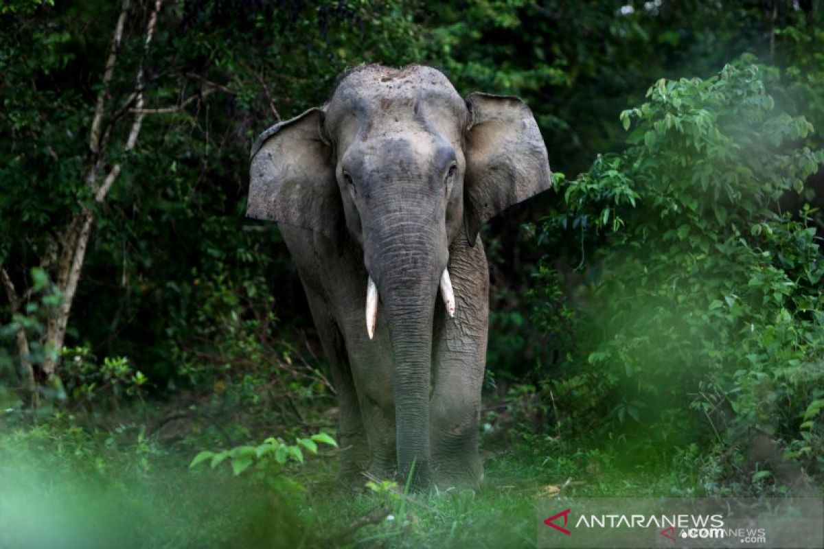 Seorang petani meninggal terinjak gajah liar yang ngamuk di area perkebunan