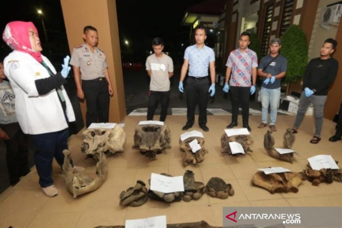 Polisi kantongi nama tersangka kasus penemuan lima bangkai gajah