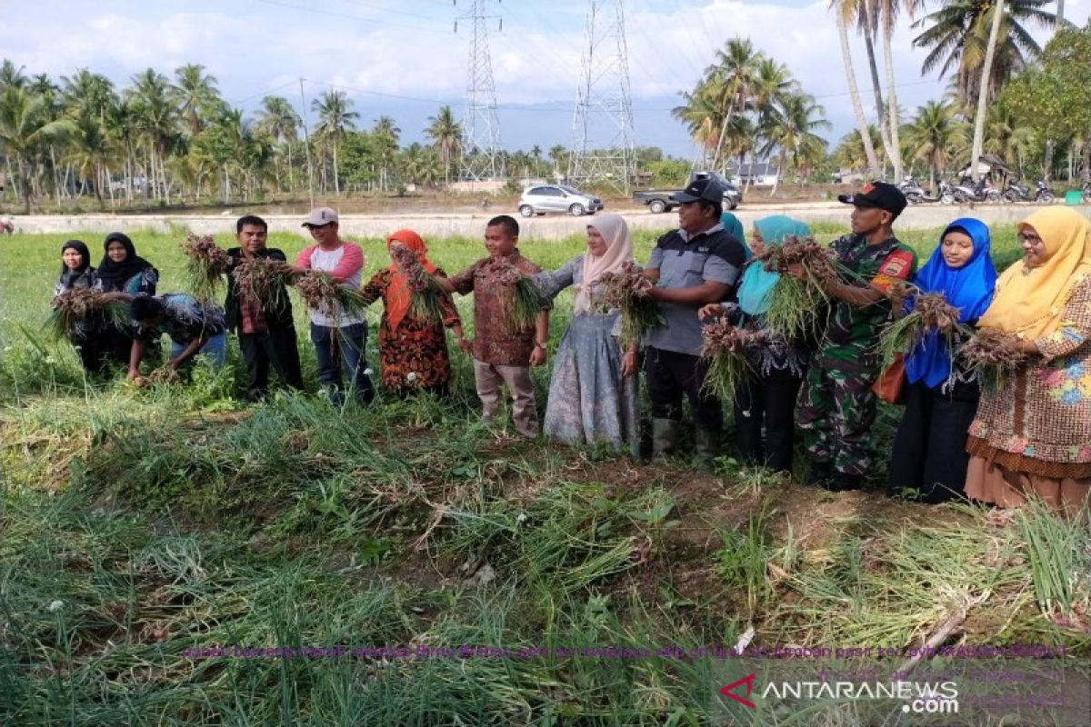 Lahan sempit di Desa Lumban Pasir produksi 2,1 ton bawang merah