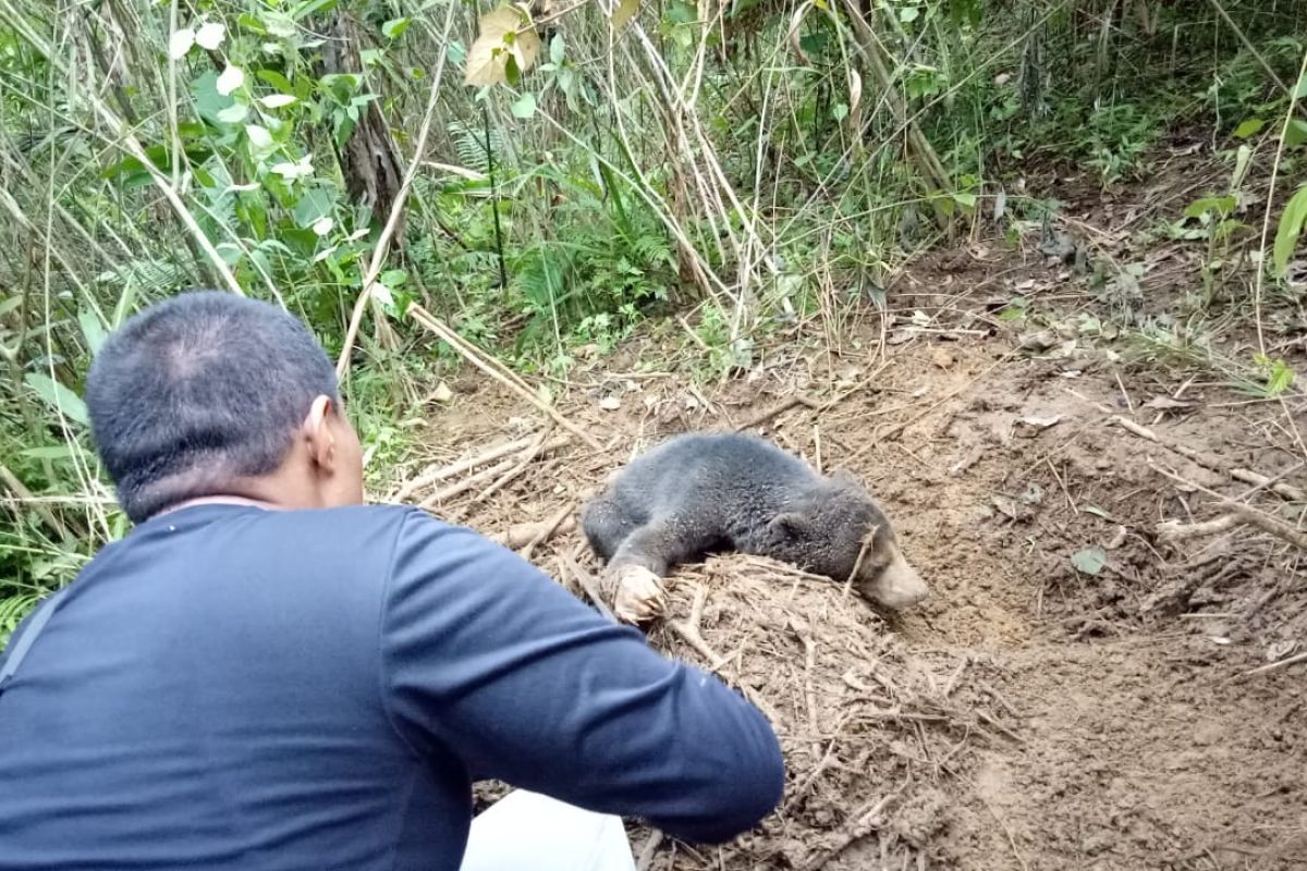 BKSDA Sumbar selamatkan beruang madu yang terjerat di kebun warga