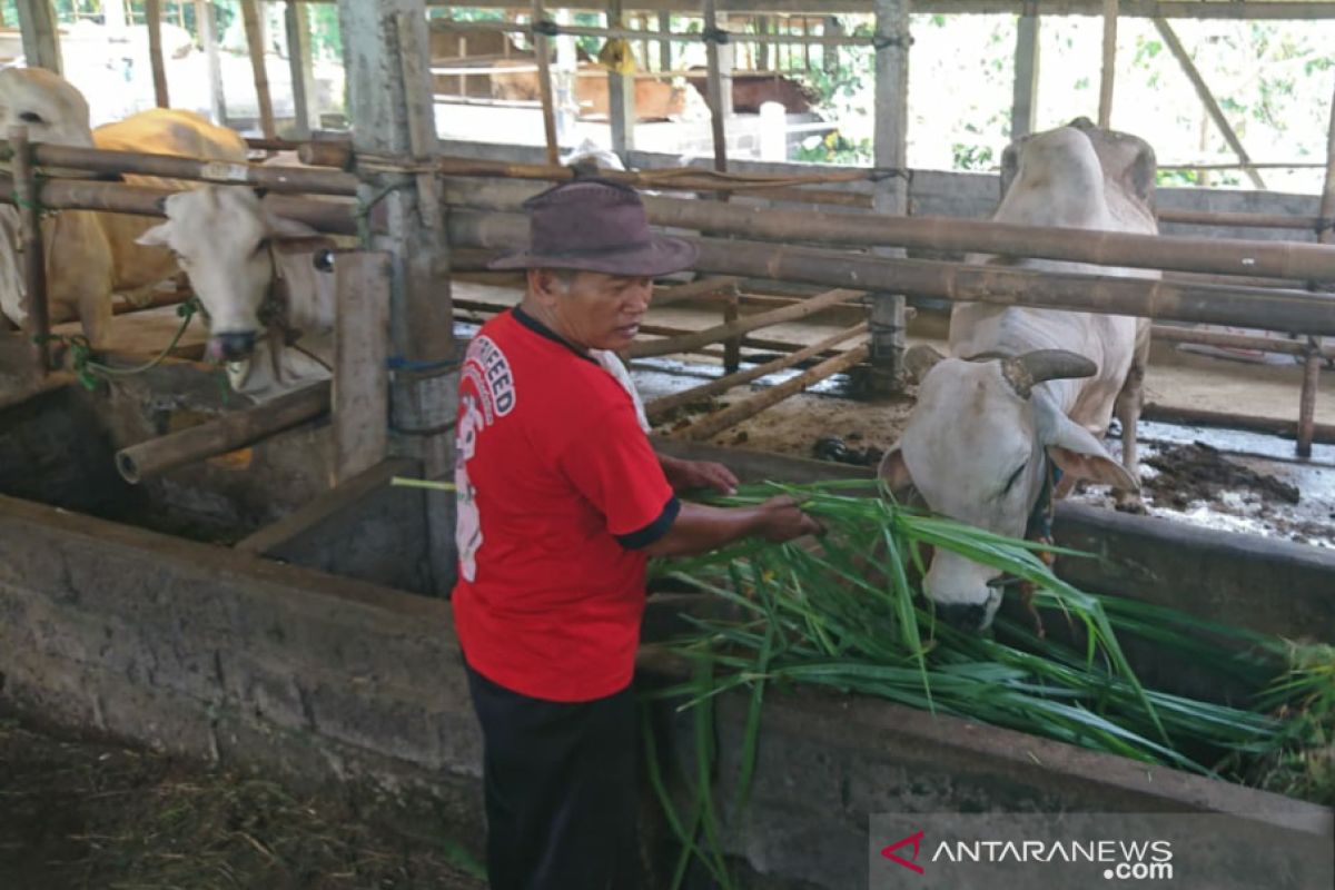 Virus Thailera diduga serang ternak sapi di Sleman