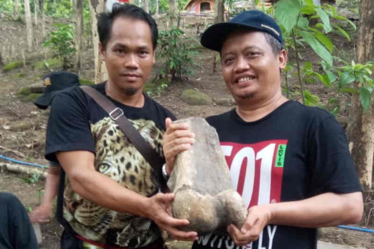 Fosil gajah purba yang ditemukan warga sempat ingin dijadikan batu akik