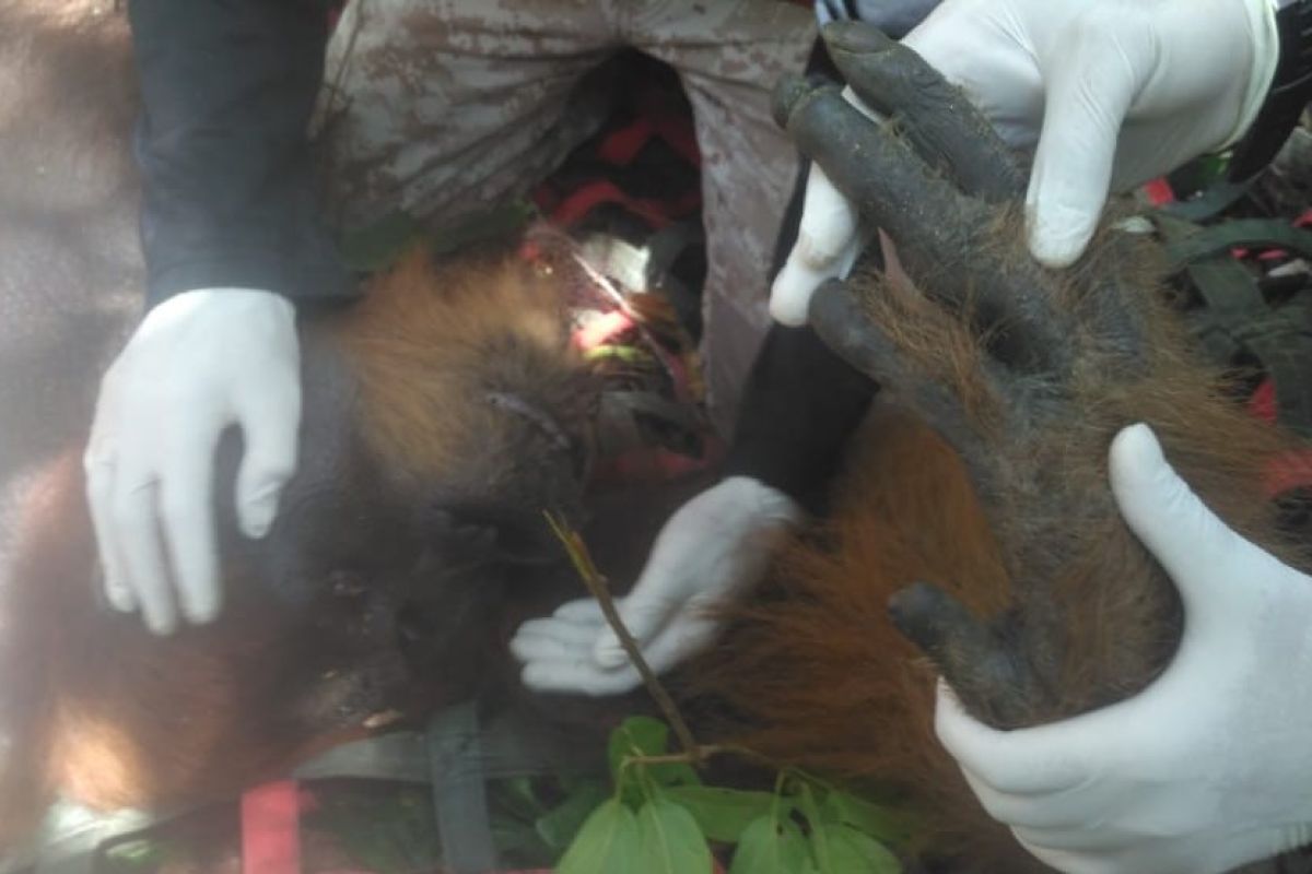 BBKSDA Sumut lepasliarkan orangutan di hutan lindung Tapteng