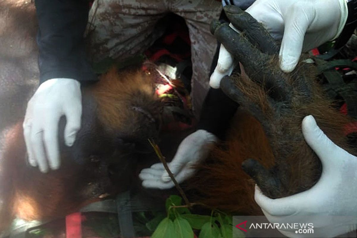 BBKSDA Sumut lepasliarkan Orangutan di hutan lindung Tapanuli Tengah