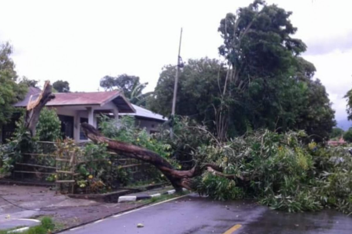 78 kali gangguan listrik di NTT akibat pohon tumbang