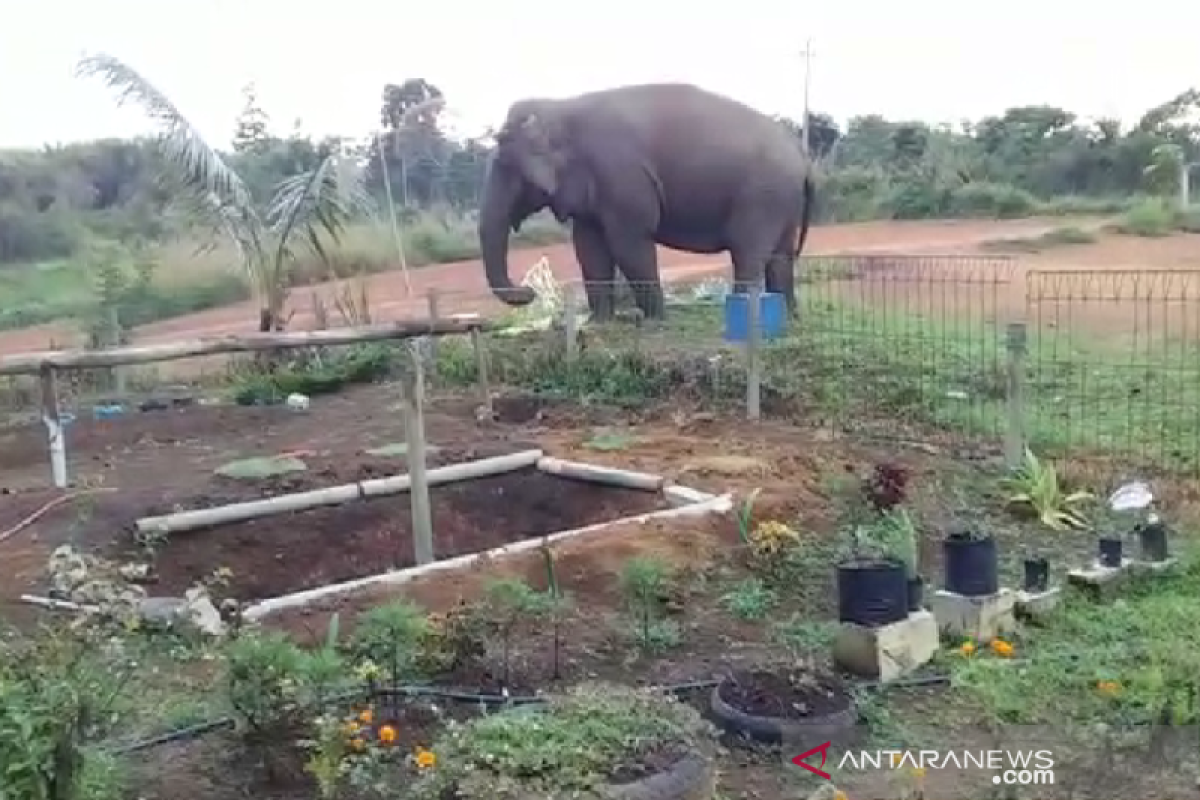 Gajah liar masuk pekarangan sekolah di Bener Meriah