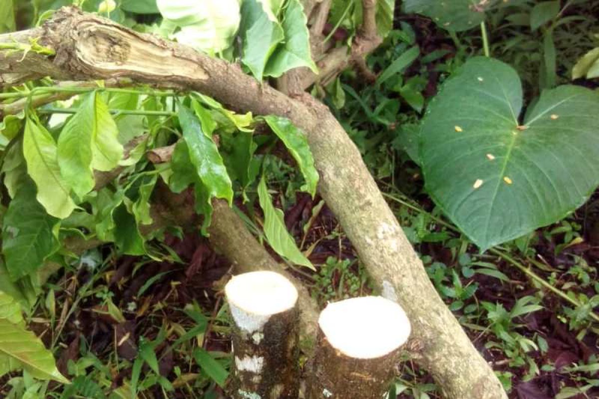 250 pohon kopi dirusak, enam warga Temanggung diperiksa