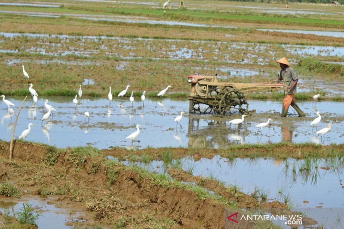 Petani Abdya kembali olah sawah MT rendengan