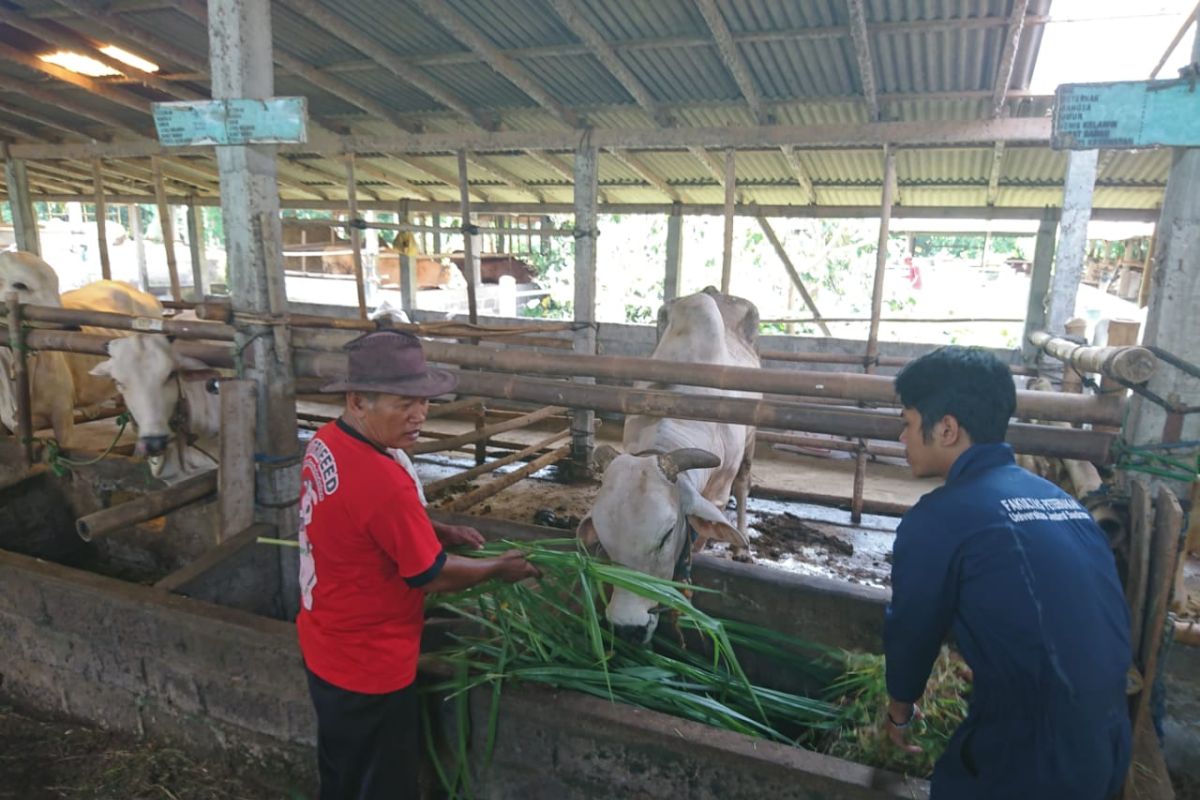 Thailera bukan virus tapi parasit darah pada sapi