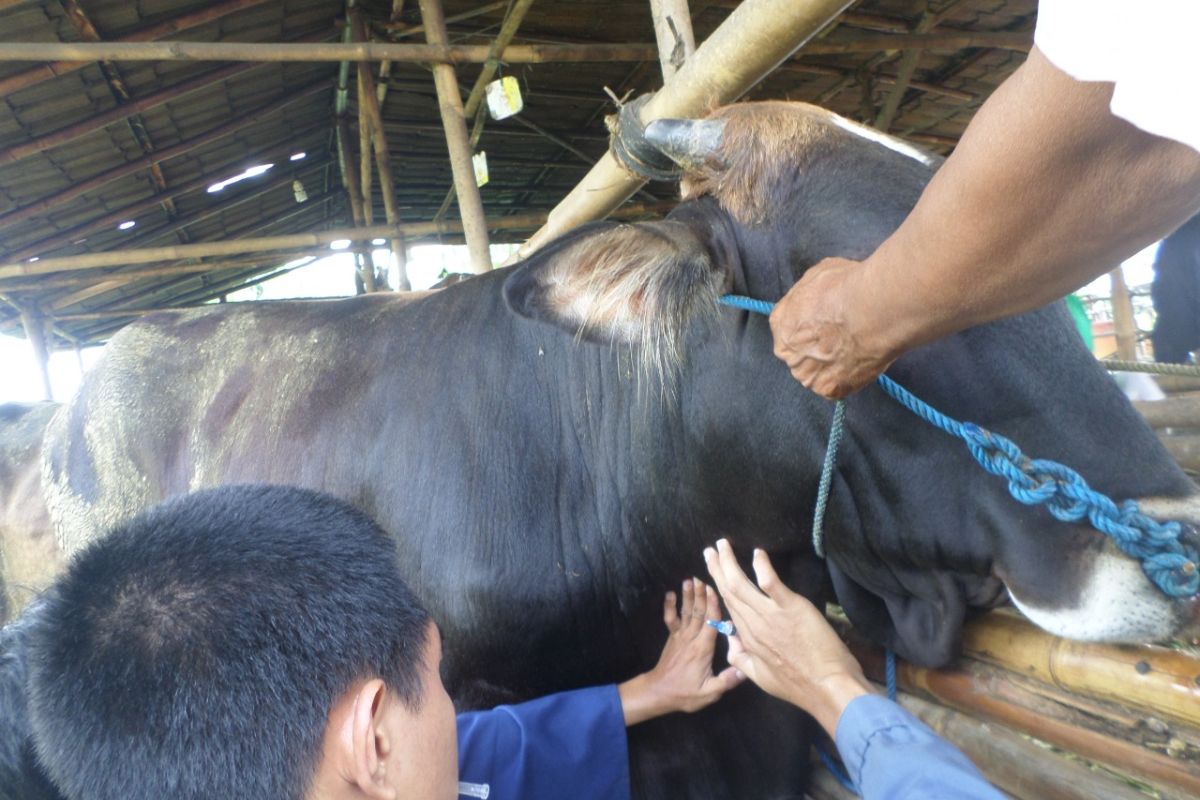 Prov Banten bebas penyakit hewan brucellosis